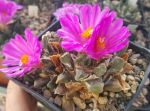 Ariocarpus scapharostrus